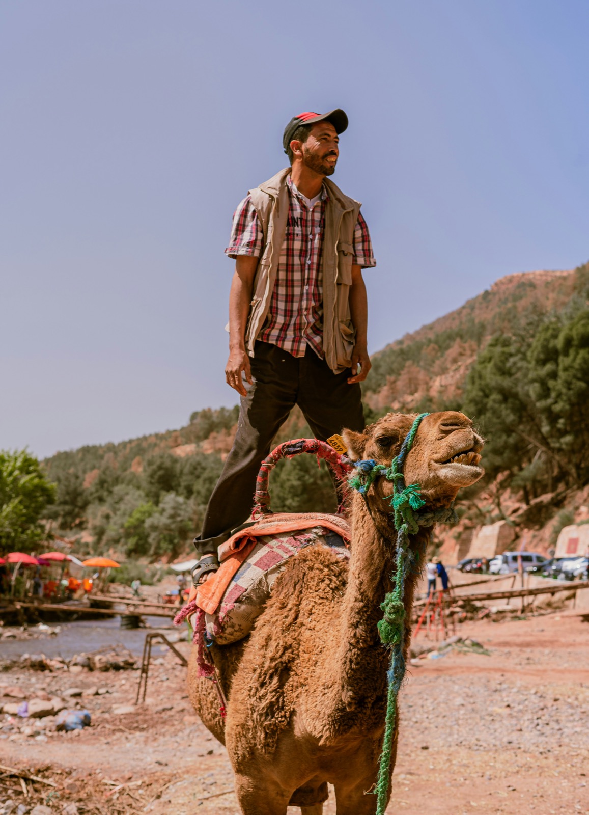 camel