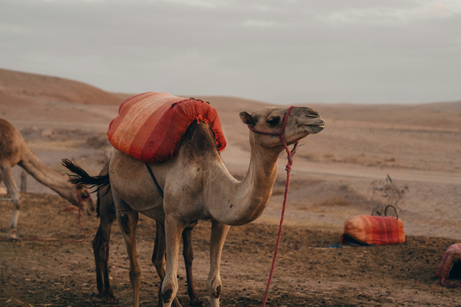 AVENTURES CAMEL — photo 1
